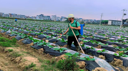 道县：春耕“技”先行   烟田“绿”意浓