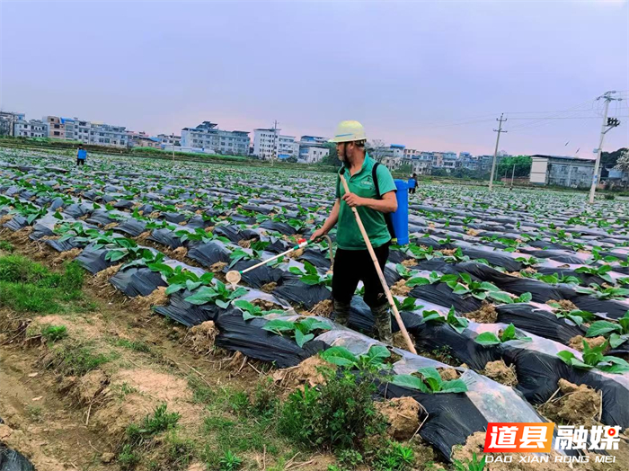0325道县：春耕“技”先行 烟田“绿”意浓01_副本.jpg