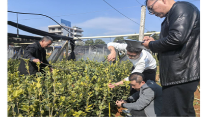道县：加强林业技术服务  助力苗木质量提高
