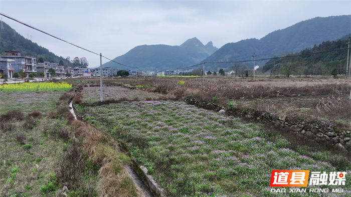 0304道县：紫云英花开 田野绘春色01_副本.jpg