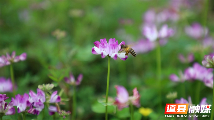 0304道县：紫云英花开 田野绘春色06_副本.jpg