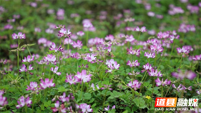 0304道县：紫云英花开 田野绘春色04_副本.jpg