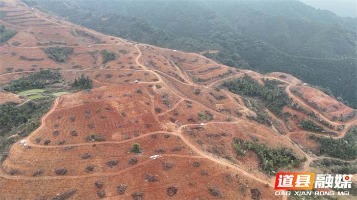 0304道县：春雨唤新绿 油茶栽种忙02_副本.jpg