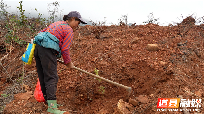0304道县：春雨唤新绿 油茶栽种忙06_副本.jpg