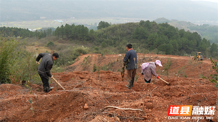 0304道县：春雨唤新绿 油茶栽种忙03_副本.jpg