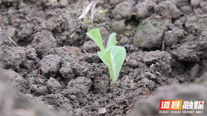 0306道县：抢抓春耕好时节 烤烟移栽按下“加速键”04_副本.jpg
