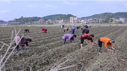 道县：抢抓春耕好时节 烤烟移栽按下“加速键”