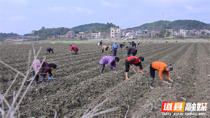 0306道县：抢抓春耕好时节 烤烟移栽按下“加速键”03_副本.jpg