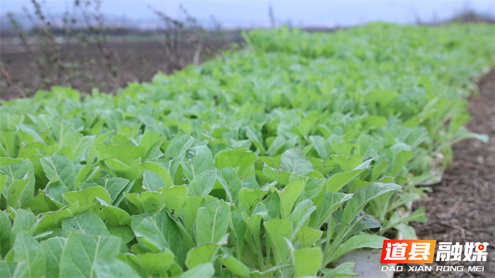0306道县：抢抓春耕好时节 烤烟移栽按下“加速键”02_副本.jpg