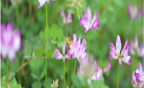 视频 | 道县：紫云英花开  田野绘春色
