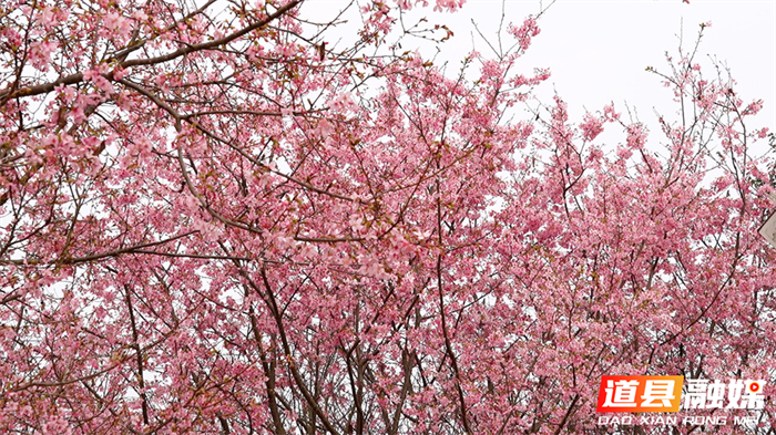 0309道县：樱花烂漫迎客来 春日美景醉游人06_副本.jpg