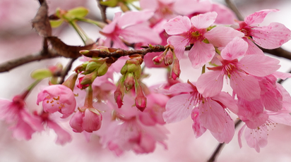 道县：樱花烂漫迎客来  春日美景醉游人