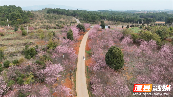 0309道县：樱花烂漫迎客来 春日美景醉游人02_副本.jpg