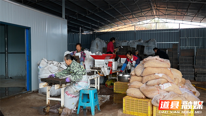 0309道县：育秧工厂“马力全开” 社会化服务助力春耕02_副本.jpg