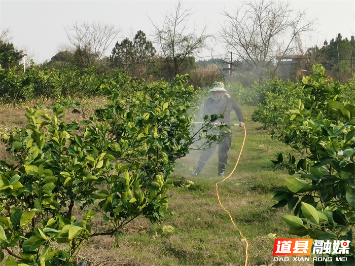 0309道县东门街道：春耕时节农事忙 脐橙园里管护忙02_副本.png