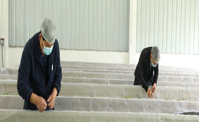 视频 | 道县：高山云雾出好茶  “两叶一芯”采出致富路