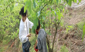 视频 | 道县：桑葚采摘正当时  春日甜蜜引客来