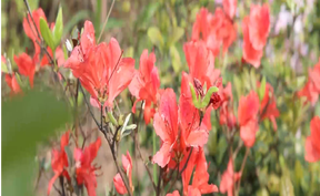 视频 | 道县白芒铺：四月映山红遍山野   踏青赏春正当时