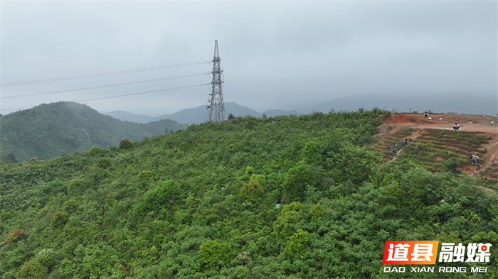 0513道县:夏日采制野生藤茶 传统手艺留住山野清香 (1)_副本1.jpg 0513道县:夏日采制野生藤茶 传统手艺留住山野清香 (1)_副本1.jpg
