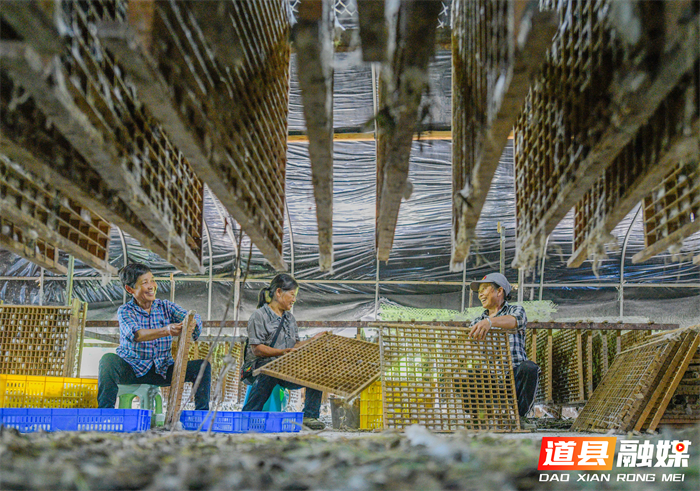5月26日,道县仙子脚镇蒋家岭村营山养蚕合作社内,村民在采摘蚕茧。近年来,道县通过调整产业结构、强化桑蚕基地建设、帮助桑蚕户提质升级等方式,不断做大做强桑蚕产业,拓宽村民就业渠道,让村民实现就地务工、稳定增收。蒋克青摄影