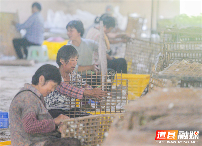 5月26日，道县仙子脚镇蒋家岭村营山养蚕合作社内，村民在采摘蚕茧。近年来，道县通过调整产业结构、强化桑蚕基地建设、帮助桑蚕户提质升级等方式,不断做大做强桑蚕产业，拓宽村民就业渠道，让村民实现就地务工、稳定增收。蒋克青摄影