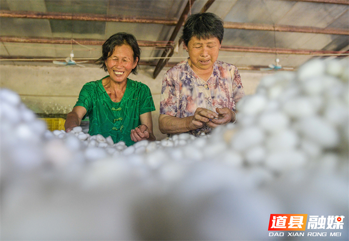 5月26日，道县仙子脚镇蒋家岭村营山养蚕合作社内，村民在采摘蚕茧。近年来，道县通过调整产业结构、强化桑蚕基地建设、帮助桑蚕户提质升级等方式,不断做大做强桑蚕产业，拓宽村民就业渠道，让村民实现就地务工、稳定增收。蒋克青摄影