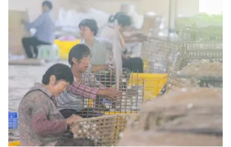 道县：蚕茧丰收促增收