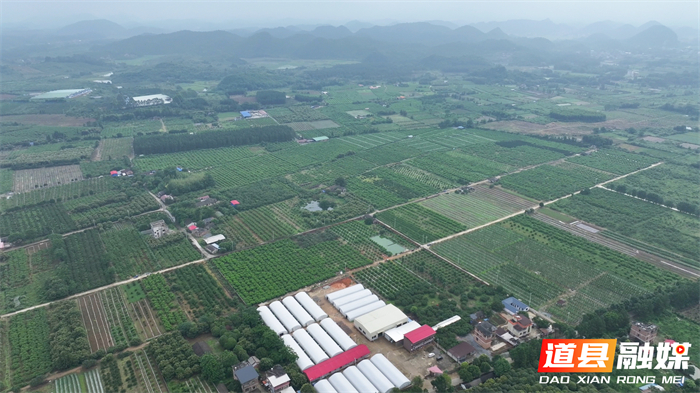0529道县:夏日桃园迎丰收 生态采摘“甜蜜”经济助增收 (3)_副本.jpg 0529道县:夏日桃园迎丰收 生态采摘“甜蜜”经济助增收 (3)_副本.jpg