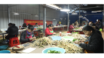 道县：小果子撬动大产业 油茶嫁接正当时