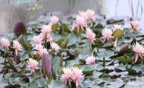 视频 | 道县：睡莲盛放“水上虹霓”  生态美景入画来
