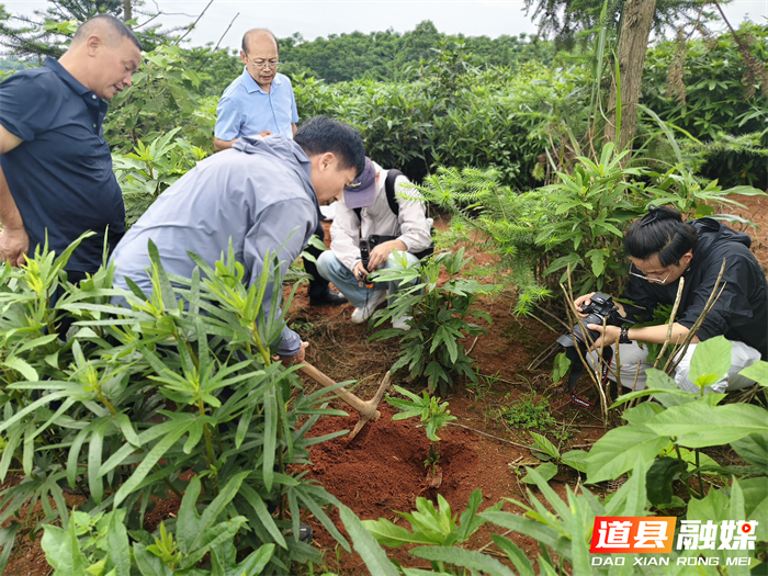 0601【科技宣传周】道县中医医院:非遗传承 “道州风药”科普微课堂走进大自然02_副本.png 0601【科技宣传周】道县中医医院:非遗传承 “道州风药”科普微课堂走进大自然02_副本.png