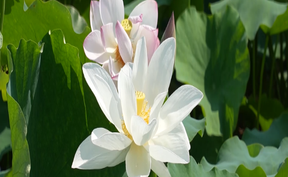 视频 | 道县：一池荷花开正好 故里夏日景怡人