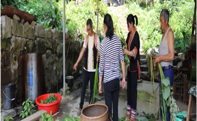 视频 | 道县：端午采百草  风药传千年
