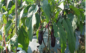 视频 | 道县：喜迎茄子丰收季 优质茄子丰富大湾区菜篮子