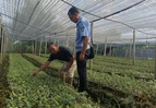 道县强化森林植物检疫 筑牢生态安全屏障