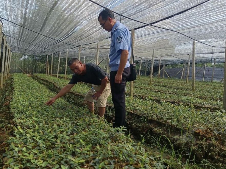 道县强化森林植物检疫 筑牢生态安全屏障
