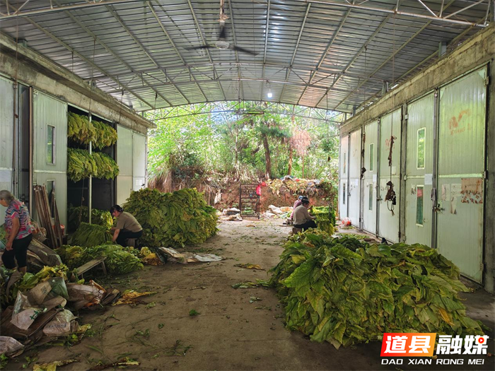 0713金叶归仓时 又闻稻花香——道县四马桥镇“烟稻轮作”绘就“稳粮增收”新图景04_副本.png 0713金叶归仓时 又闻稻花香——道县四马桥镇“烟稻轮作”绘就“稳粮增收”新图景04_副本.png