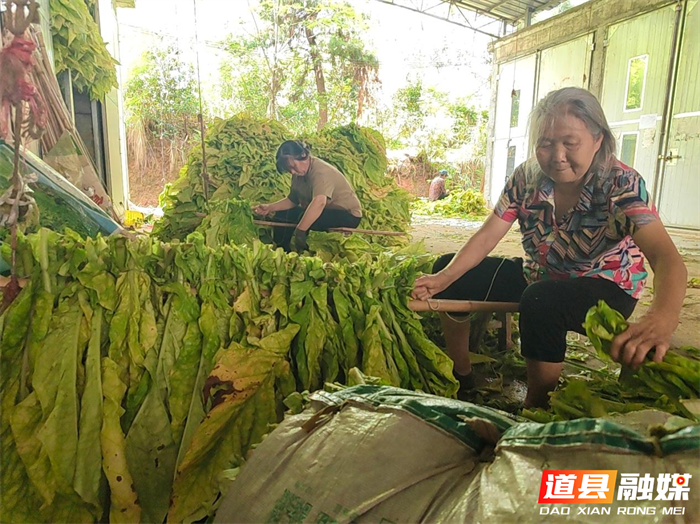 0713金叶归仓时 又闻稻花香——道县四马桥镇“烟稻轮作”绘就“稳粮增收”新图景05_副本.png 0713金叶归仓时 又闻稻花香——道县四马桥镇“烟稻轮作”绘就“稳粮增收”新图景05_副本.png