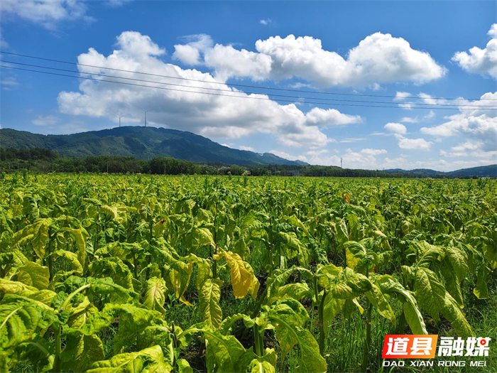 0713金叶归仓时 又闻稻花香——道县四马桥镇“烟稻轮作”绘就“稳粮增收”新图景01_副本.png 0713金叶归仓时 又闻稻花香——道县四马桥镇“烟稻轮作”绘就“稳粮增收”新图景01_副本.png