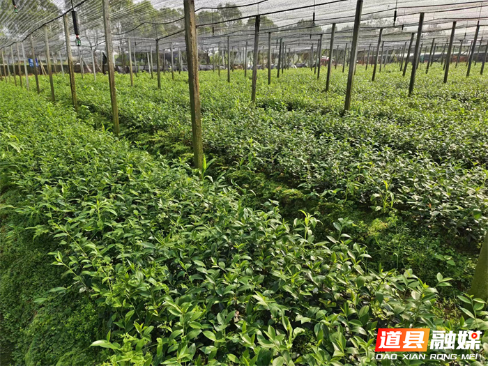 0714道县大力提升种苗服务绿色产业发展能力01_副本.jpg 0714道县大力提升种苗服务绿色产业发展能力01_副本.jpg