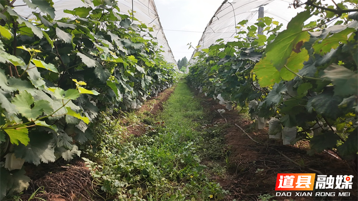 0714道县:葡萄园迎来丰收季 甜蜜产业助农增收 (1)_副本.jpg 0714道县:葡萄园迎来丰收季 甜蜜产业助农增收 (1)_副本.jpg