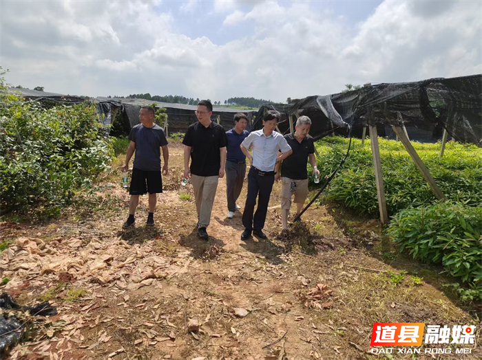 0714道县大力提升种苗服务绿色产业发展能力02_副本.jpg 0714道县大力提升种苗服务绿色产业发展能力02_副本.jpg
