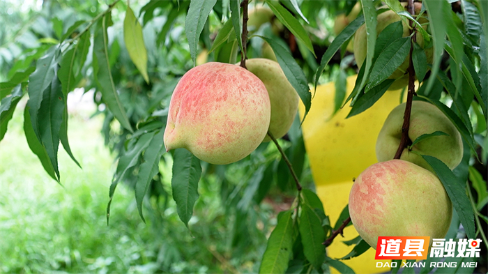 0717道县:生态鹰嘴桃新鲜上市 甜蜜鲜果助农增收01_副本.jpg 0717道县:生态鹰嘴桃新鲜上市 甜蜜鲜果助农增收01_副本.jpg