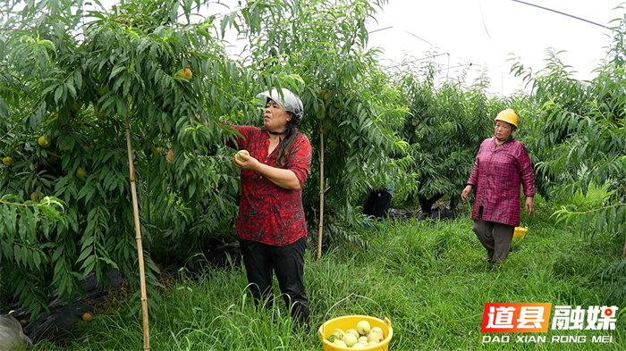 0717道县:生态鹰嘴桃新鲜上市 甜蜜鲜果助农增收02_副本.jpg 0717道县:生态鹰嘴桃新鲜上市 甜蜜鲜果助农增收02_副本.jpg