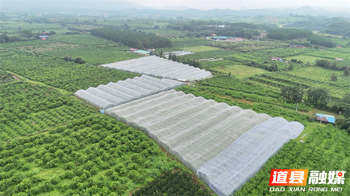 0717道县:生态鹰嘴桃新鲜上市 甜蜜鲜果助农增收05_副本.jpg 0717道县:生态鹰嘴桃新鲜上市 甜蜜鲜果助农增收05_副本.jpg