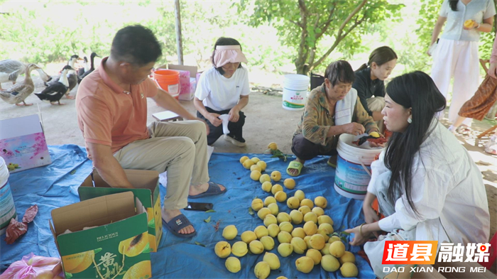 0728道县：锦绣黄桃“甜蜜”上市 好生态育出好“丰”景 (3)_副本.jpg