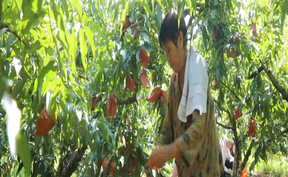 视频 | 道县：锦绣黄桃“甜蜜”上市 好生态育出好“丰”景 