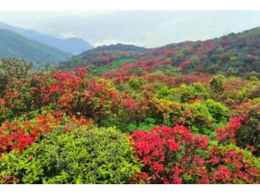 道县：桥头国有林场获市先锋模范奖