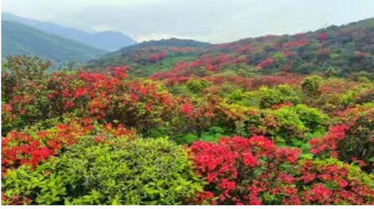 道县：桥头国有林场获市先锋模范奖