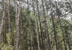 道县坚持限额采伐保护森林生态